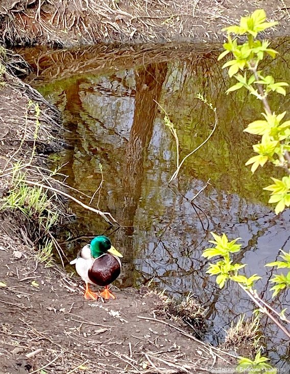 Первая зелень — Домашние фото авторских кукол: личные коллекции (фото 9)