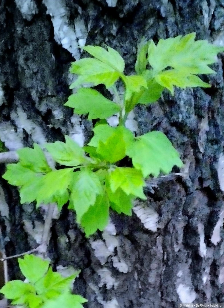 Первая зелень — Домашние фото авторских кукол: личные коллекции