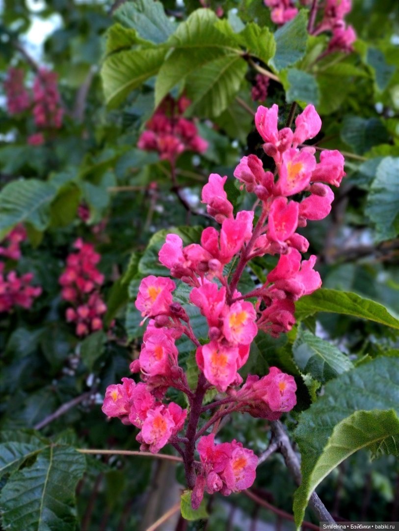 Красавец каштан — Винтажные куклы ГДР (Немки): Бигги (фото 8)