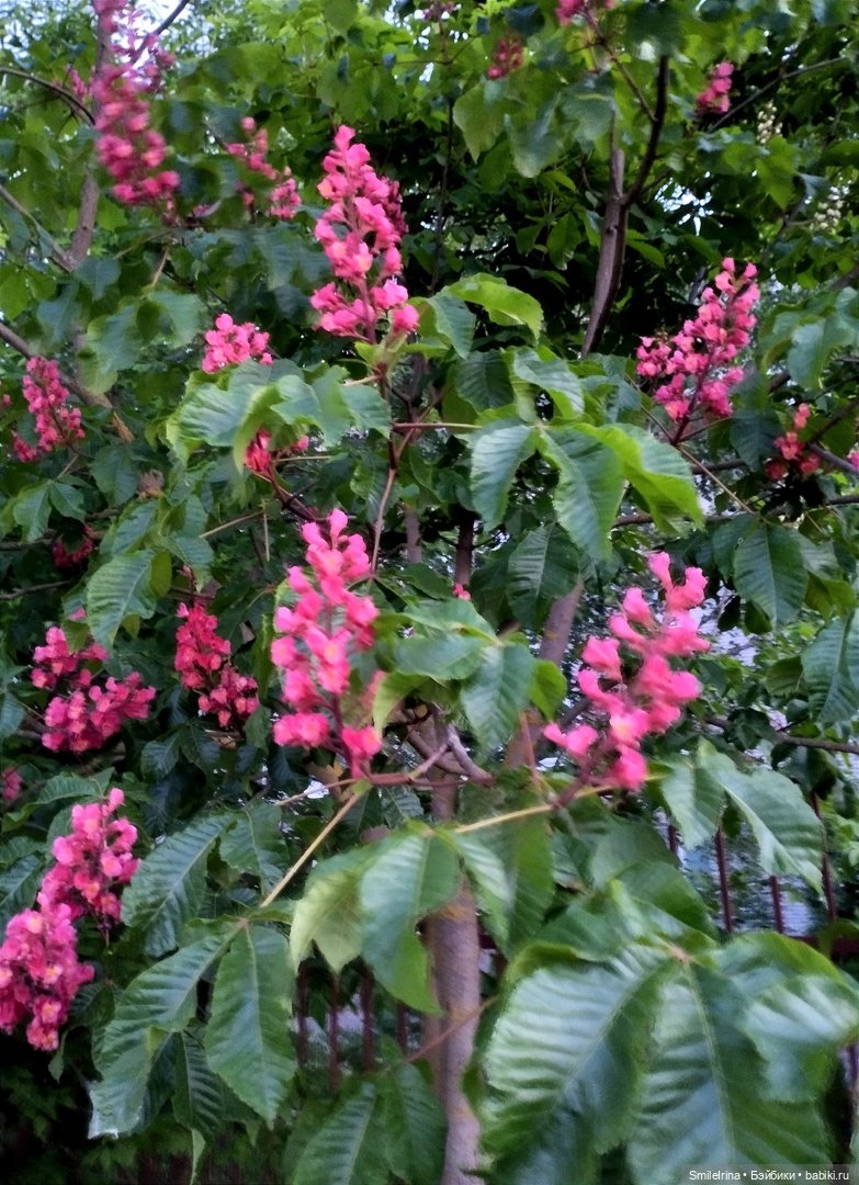 Красавец каштан — Винтажные куклы ГДР (Немки): Бигги