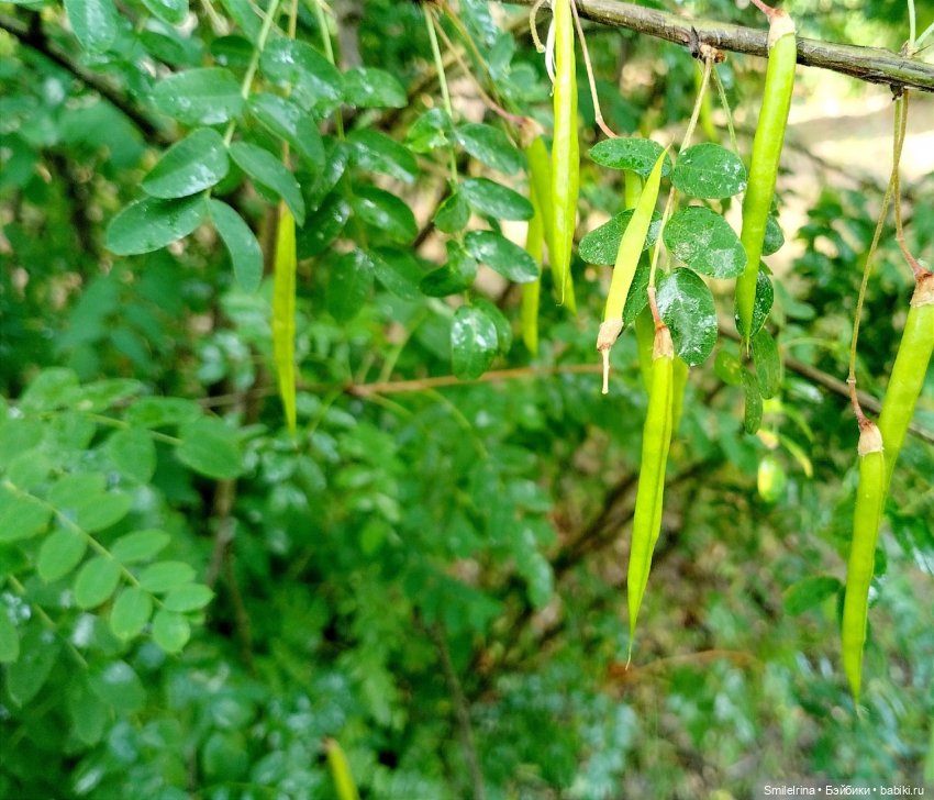 После дождя — Домашние фото авторских игрушек: Тедди (фото 10)