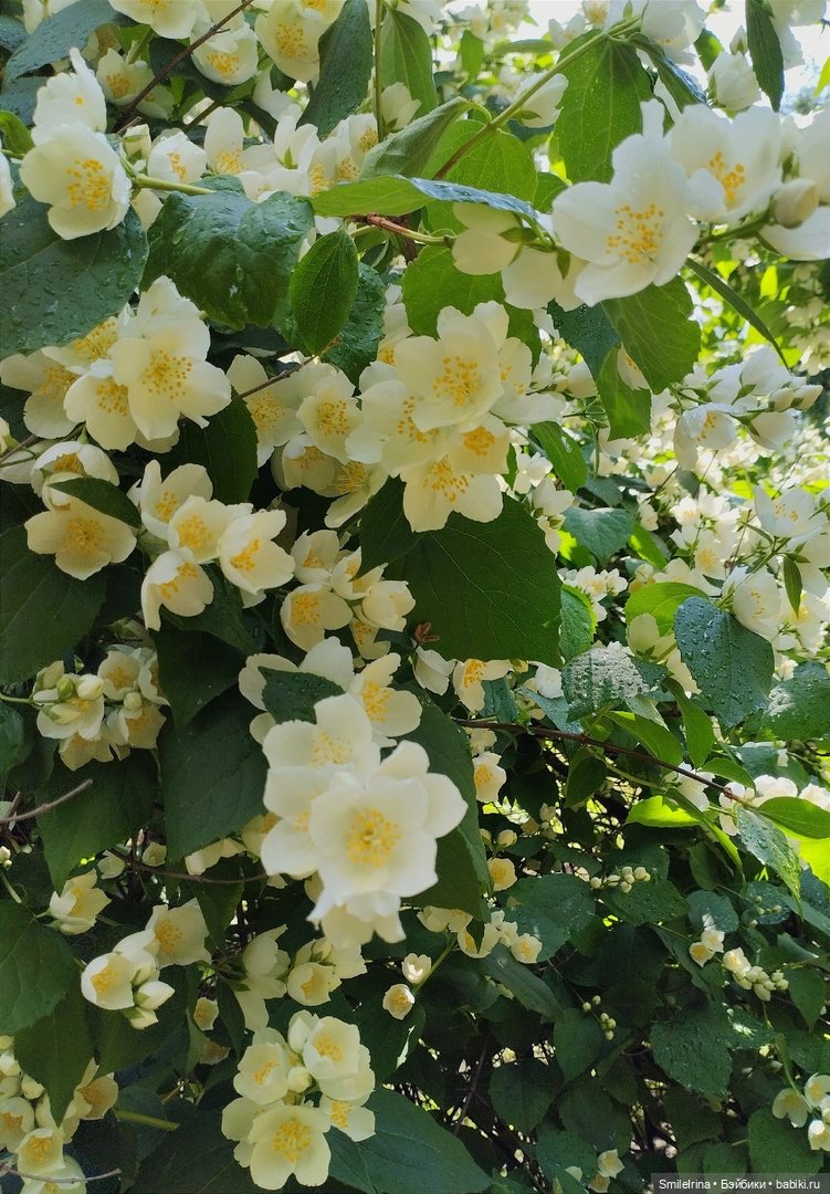 После дождя — Домашние фото авторских игрушек: Тедди (фото 3)