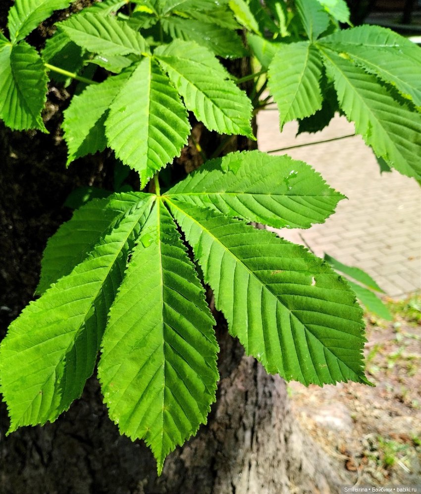 После дождя — Домашние фото авторских игрушек: Тедди (фото 5)