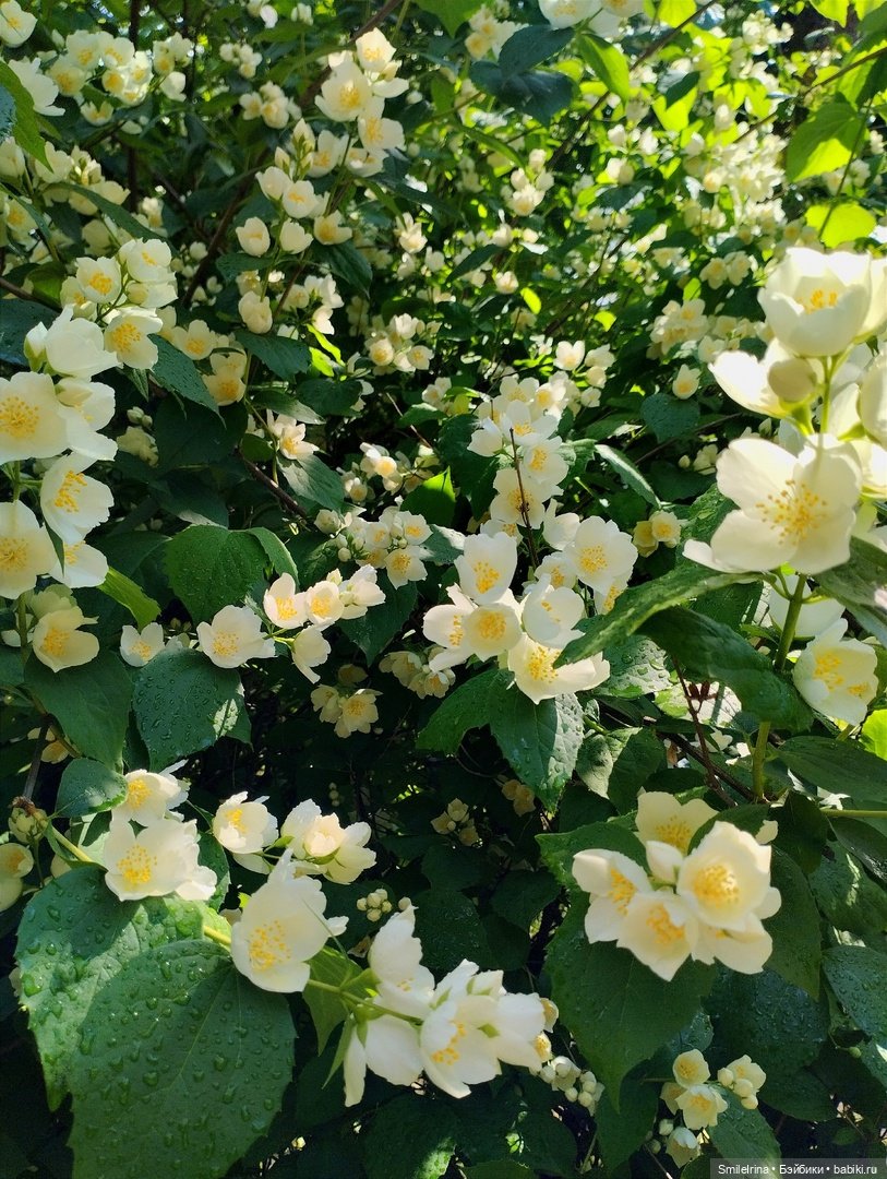 После дождя — Домашние фото авторских игрушек: Тедди