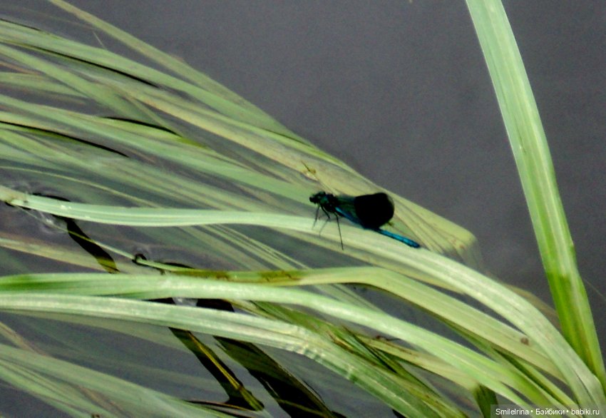 Есенину посвящается — Куклы Mattel (Маттел): Barbie (фото 4)