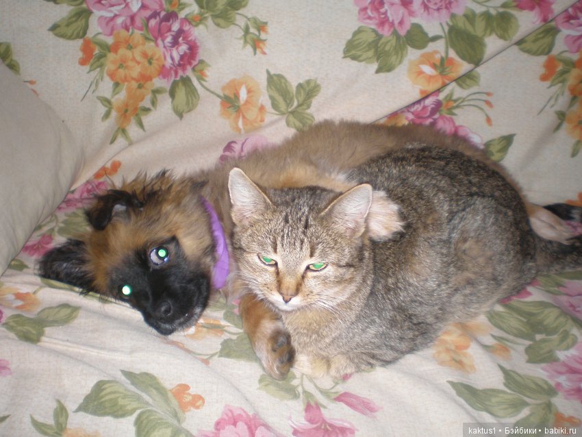 А кто вам помогает в работе (фото 5)