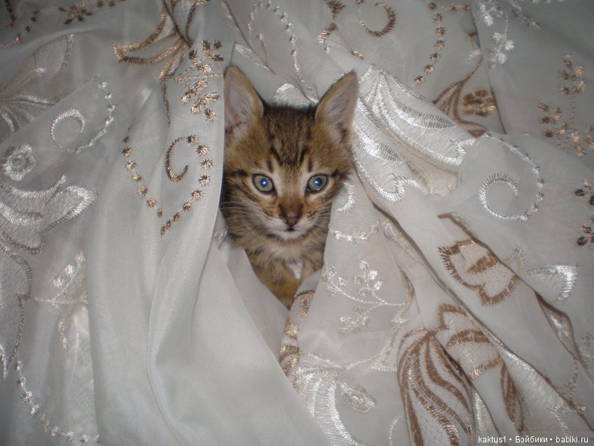 А кто вам помогает в работе | Бэйбики А кто вам помогает в работе (фото 3)