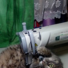 А кто вам помогает в работе ?