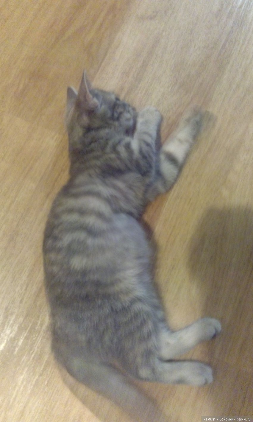 Прибавление в семействе — Болталка и разговоры обо всем: жизнь