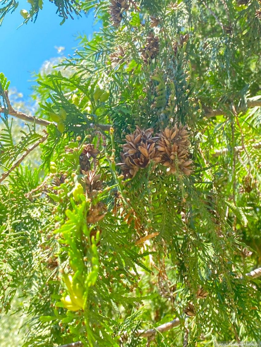 Кеды , Воронеж День второй (фото 8)