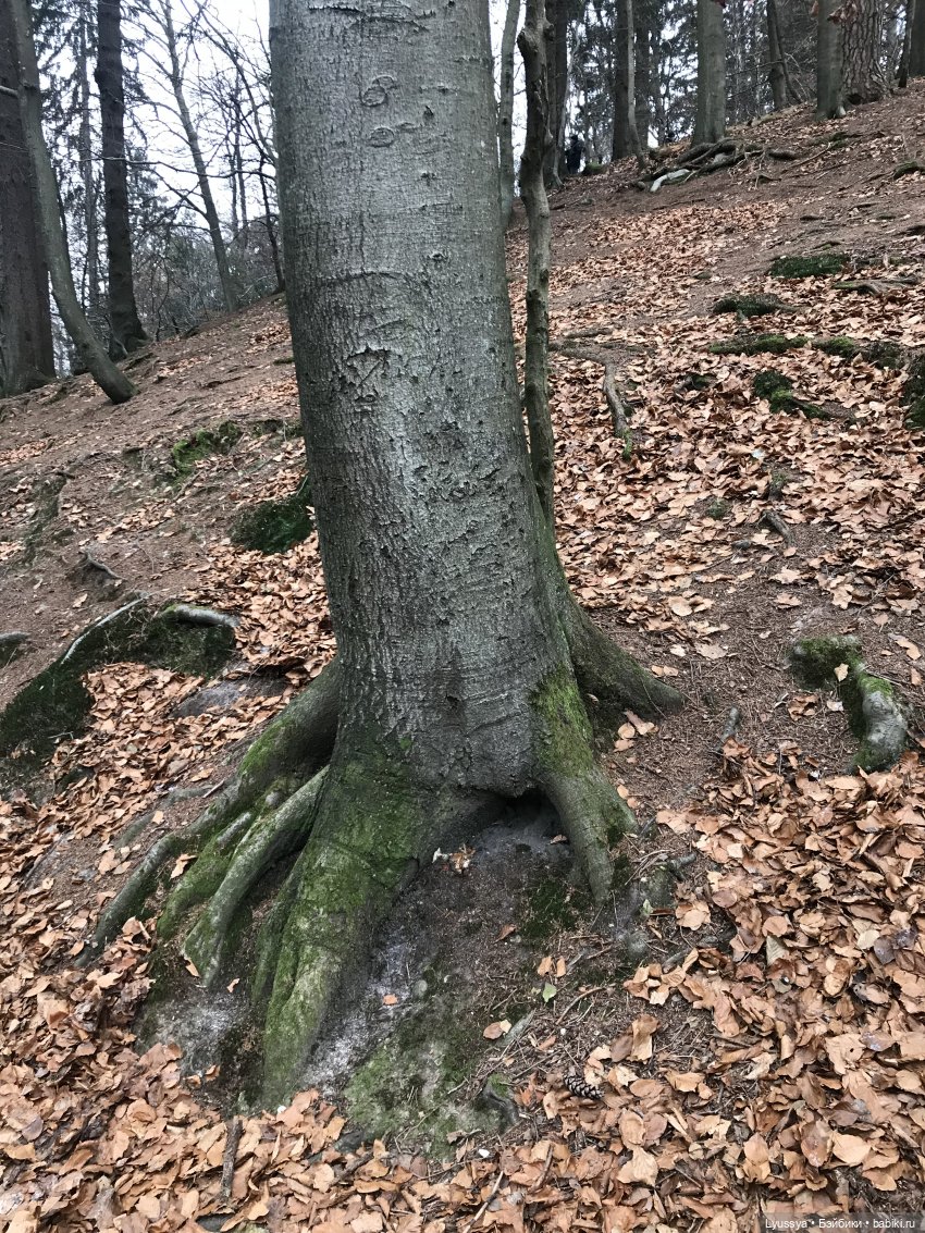 Сказочный лес — Куклы Lori (Лори): Battat (фото 10)