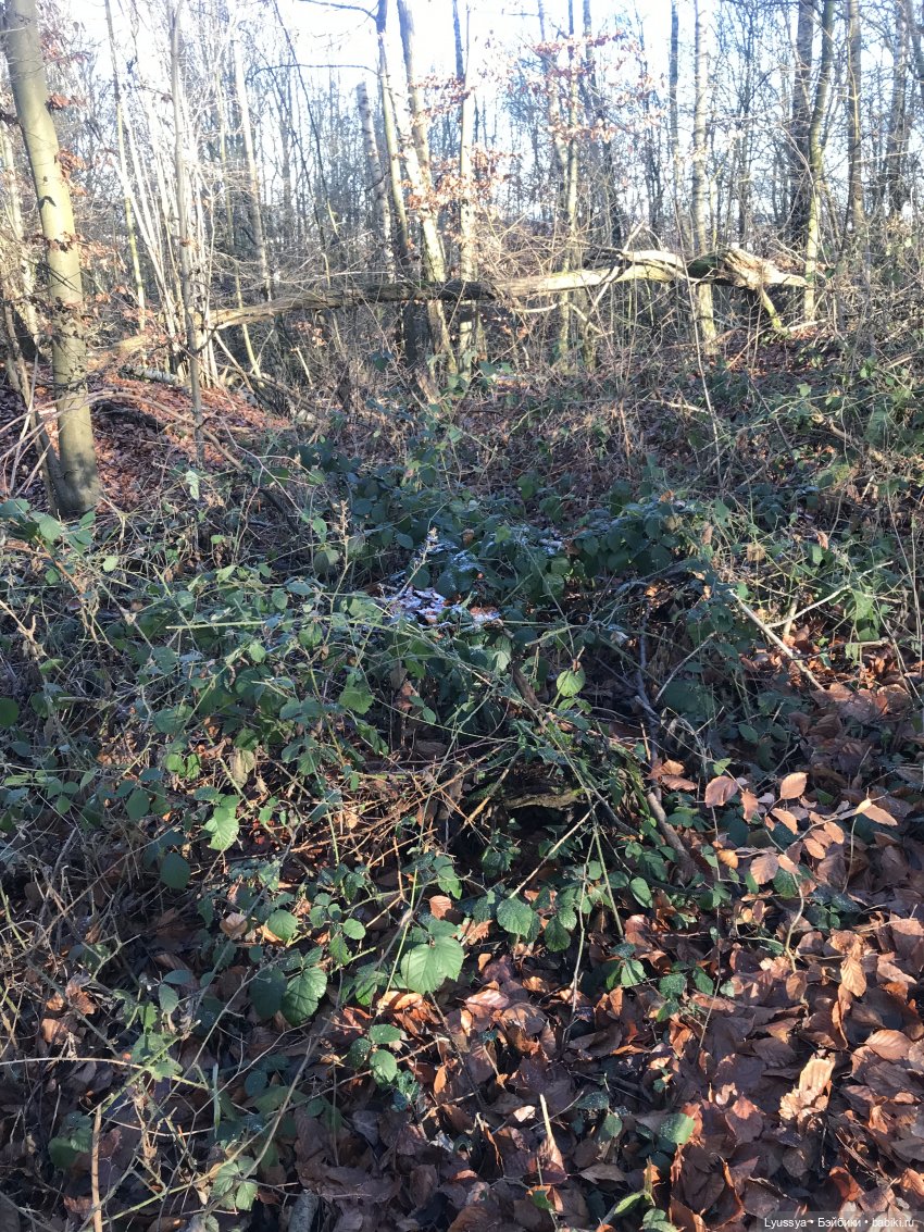 Сказочный лес — Куклы Lori (Лори): Battat (фото 2)