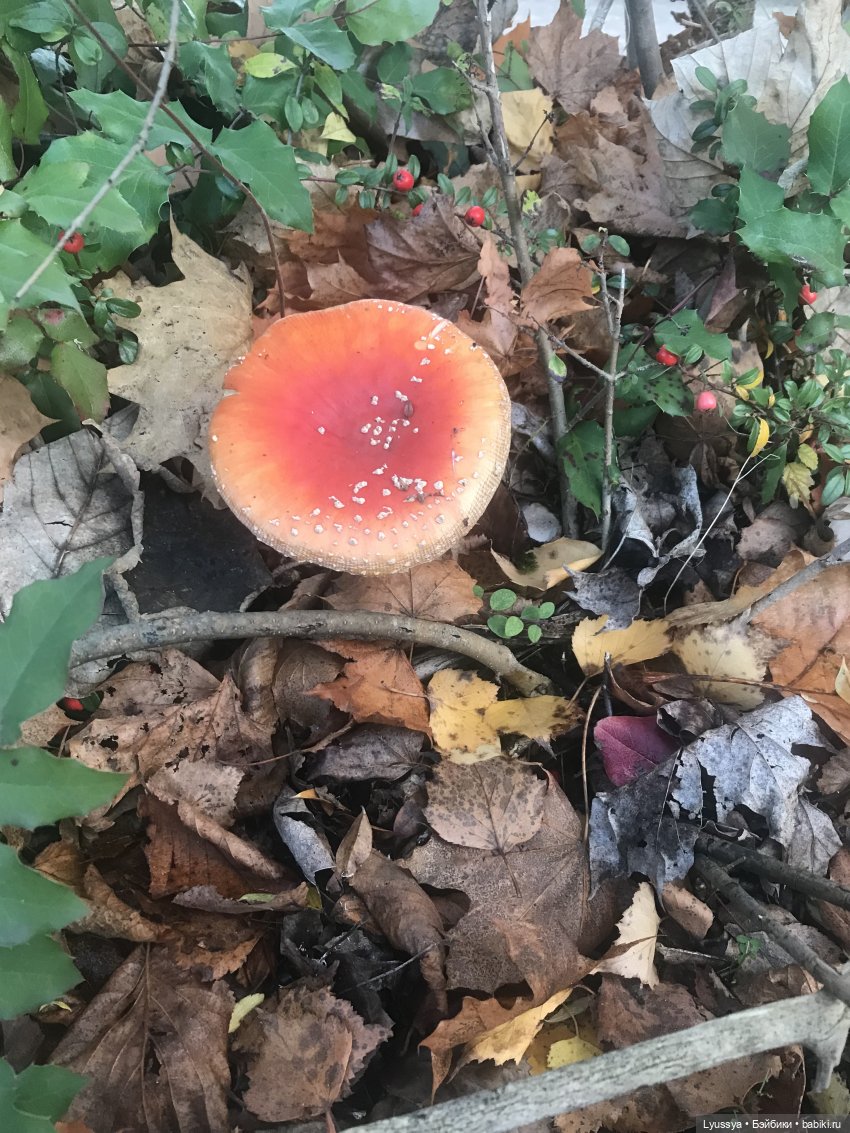 Сказочный лес — Куклы Lori (Лори): Battat (фото 7)