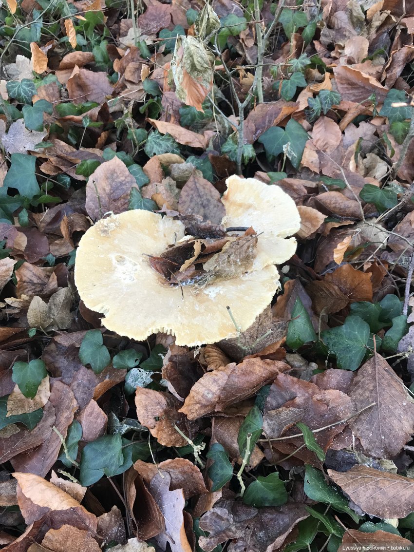 Сказочный лес — Куклы Lori (Лори): Battat (фото 5)