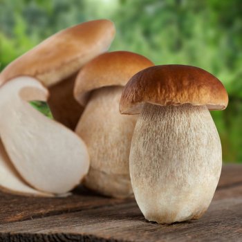 Шляпка белого гриба