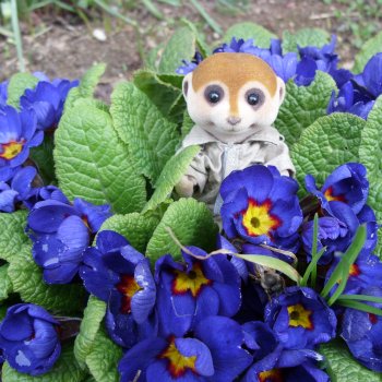 Загородная поездка Сильванчиков