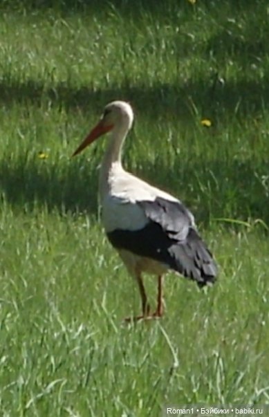 Загородная поездка Сильванчиков