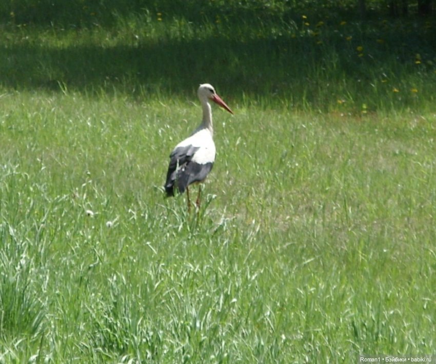 Загородная поездка Сильванчиков