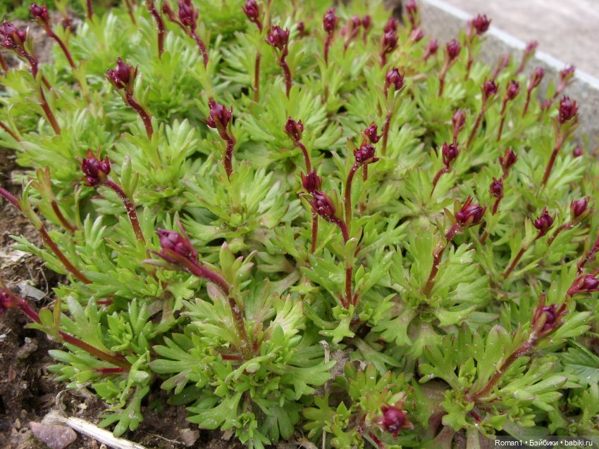 Загородная поездка Сильванчиков