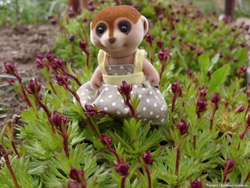 Загородная поездка Сильванчиков