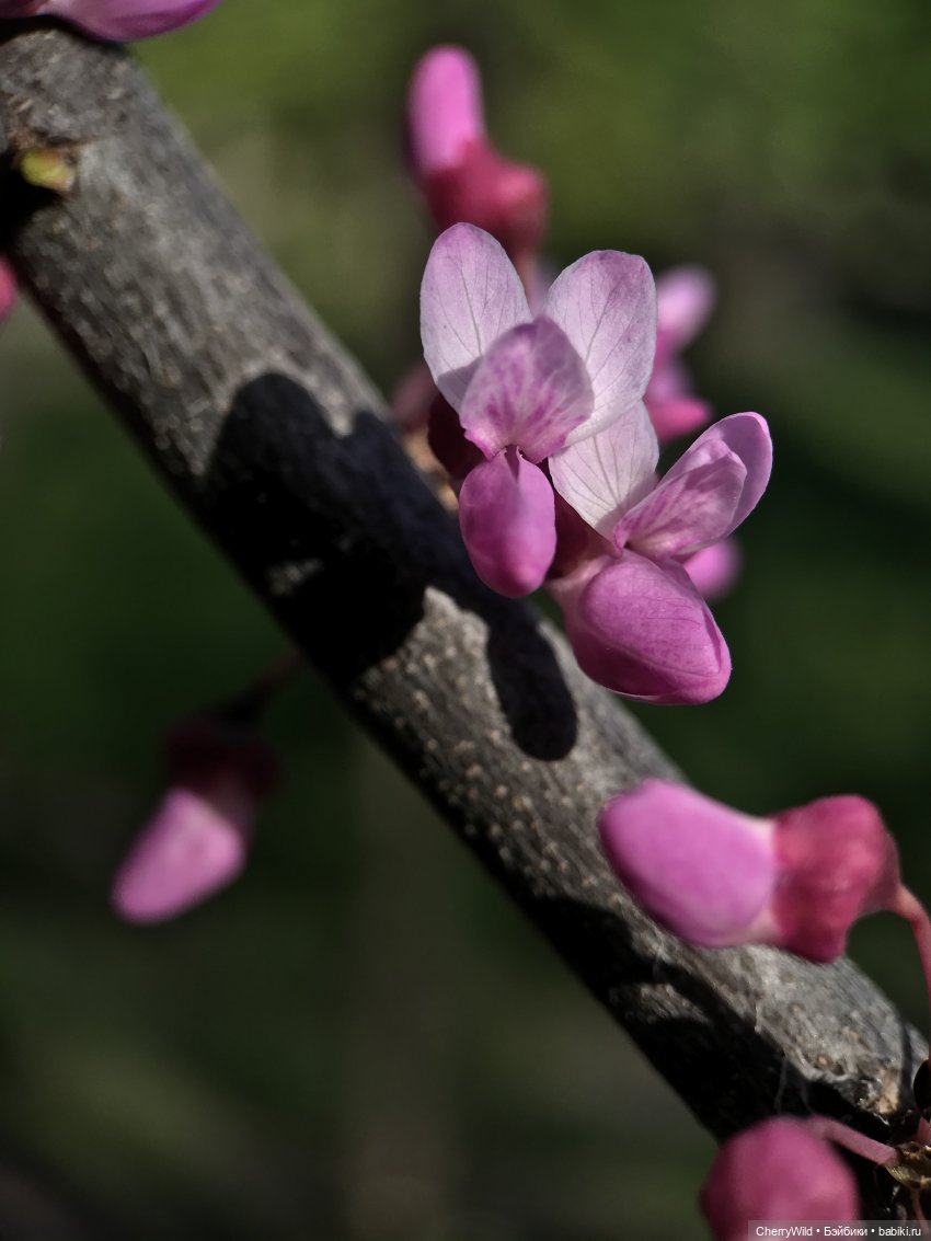 Музыка весны — Болталка и разговоры обо всем: жизнь (фото 3)