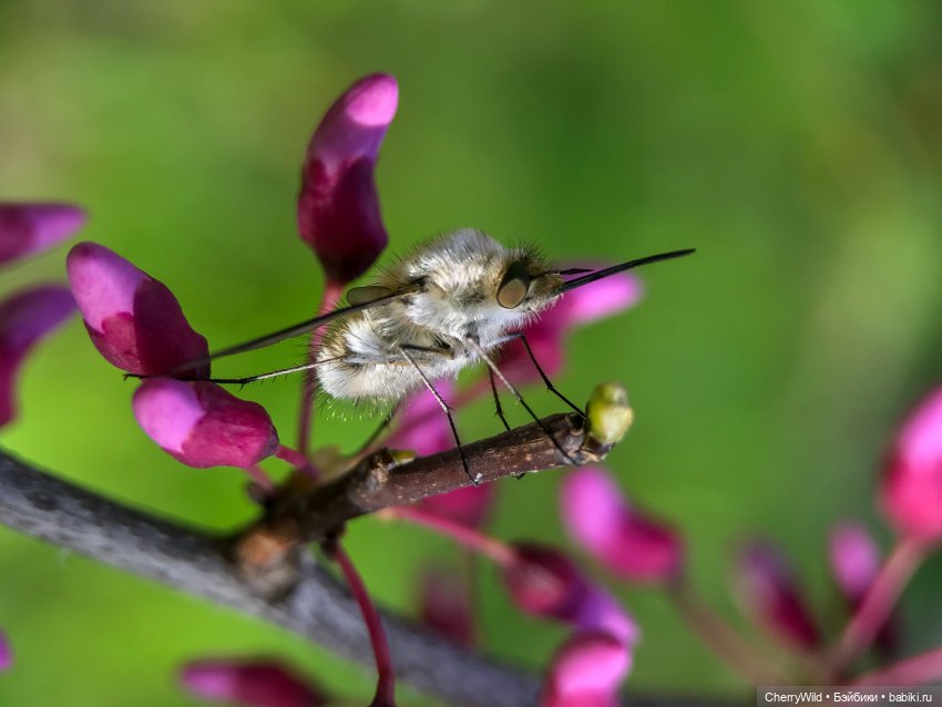 Музыка весны — Болталка и разговоры обо всем: жизнь (фото 5)