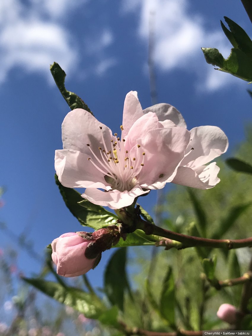 Музыка весны — Болталка и разговоры обо всем: жизнь (фото 6)