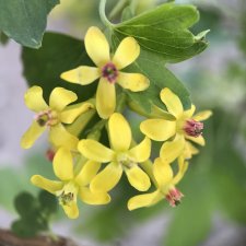 Музыка весны