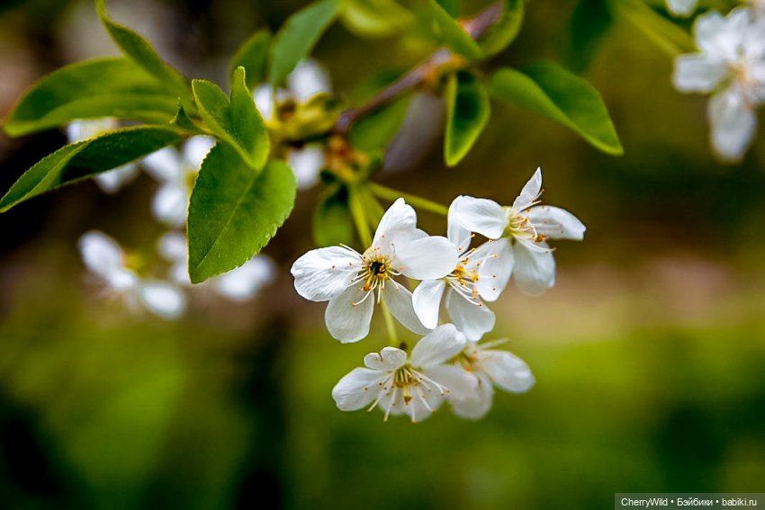 Весенний цвет — Куклы Dollshe Craft (Доллше): BJD (БЖД) (фото 8)