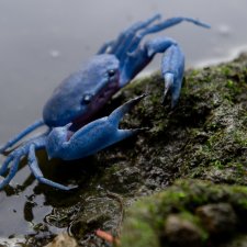 Синий краб