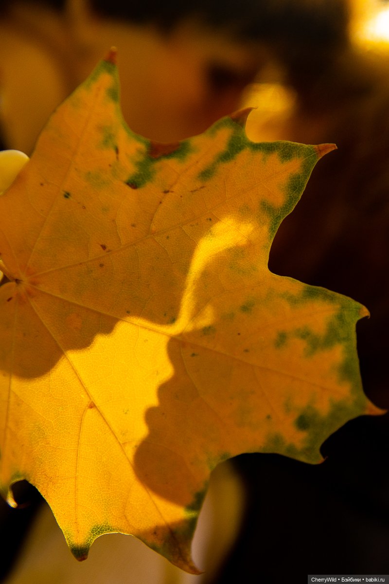 Дождь. Ноябрьское, с горькими нотками