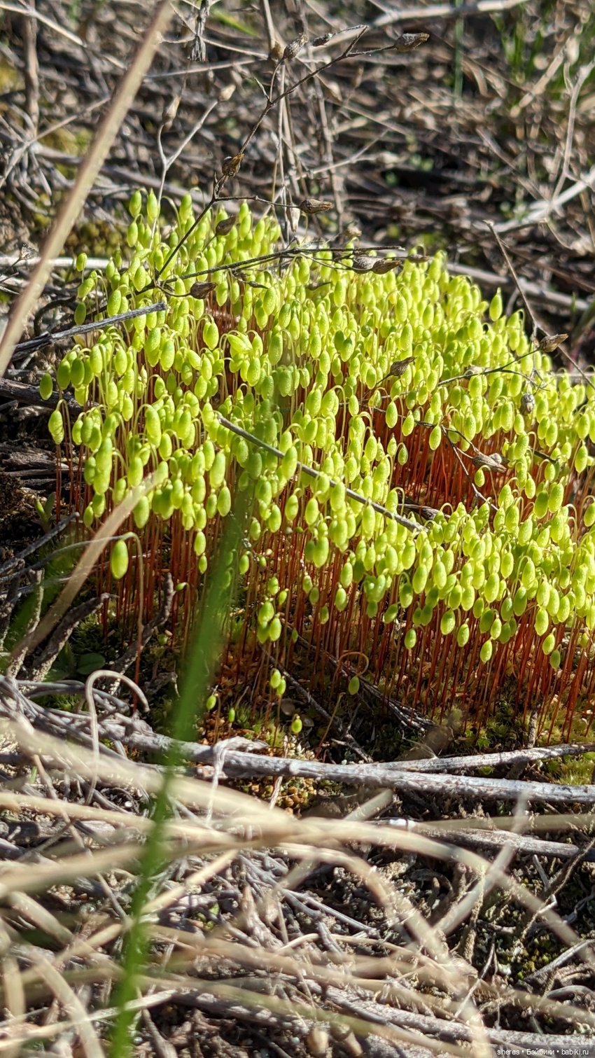 Полевой цветок — Коллекционные экшн