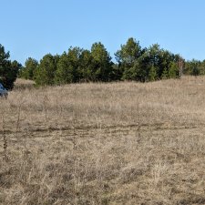 Полевой цветок