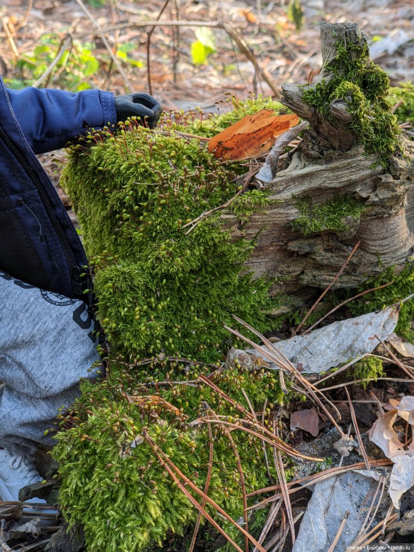 Назад в апрель | Бэйбики Назад в апрель — Коллекционные экшн (фото 7)