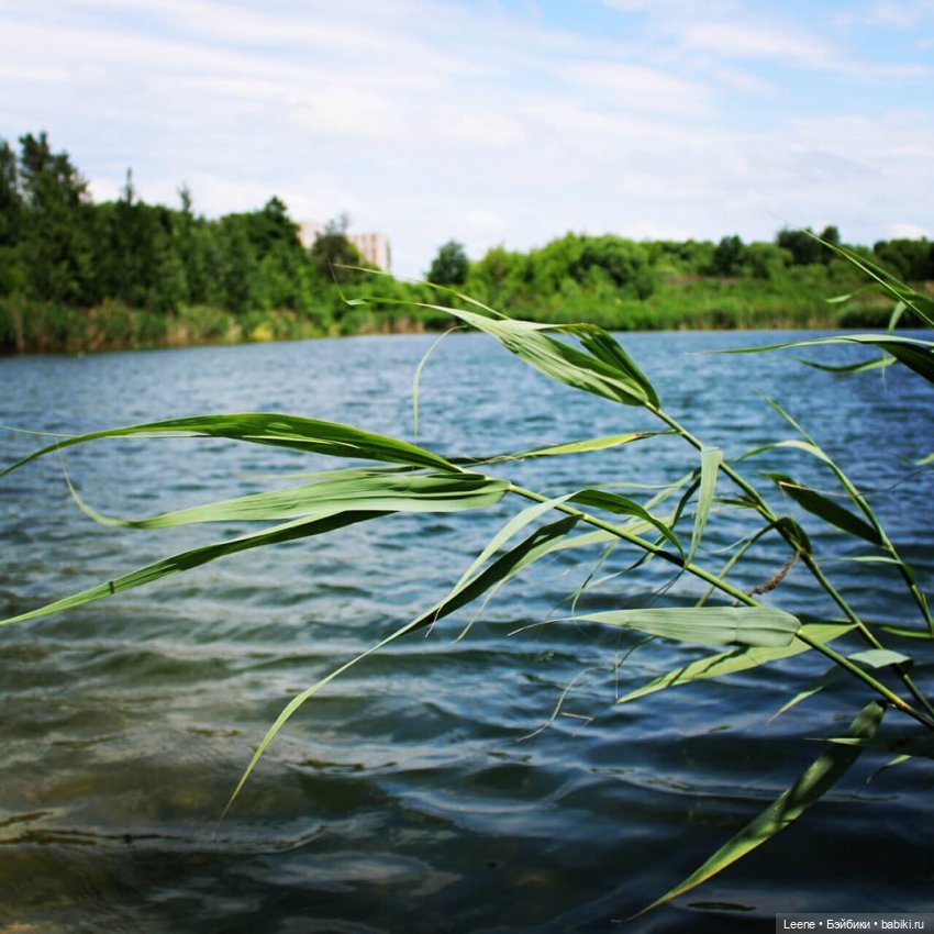 Июньская прогулка к озеру (фото 2)