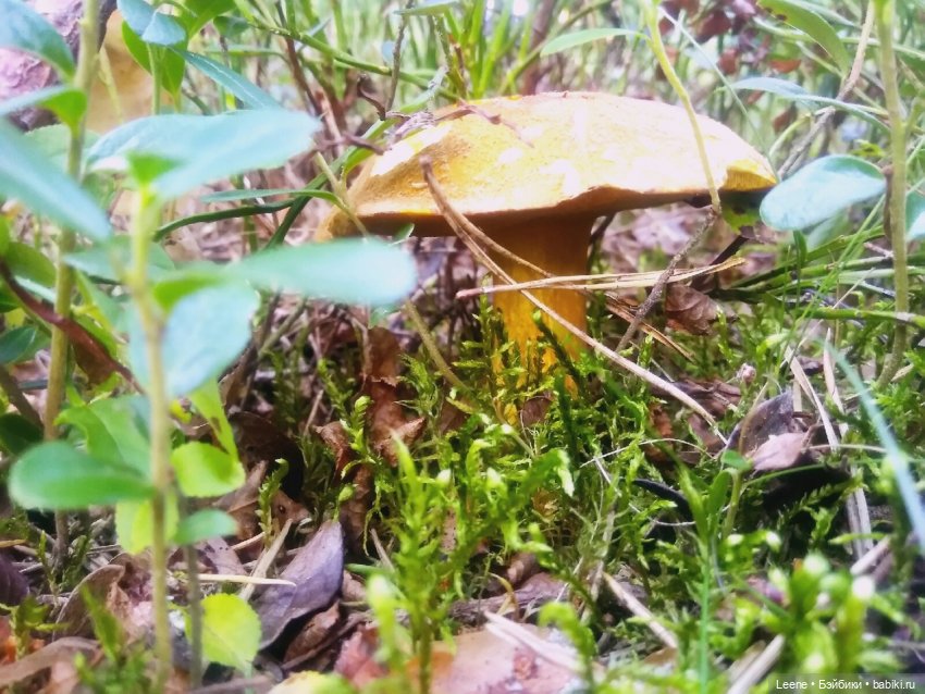 Отпускной фотоотчет — Фотоистории с куклами BJD (БЖД): сериалы