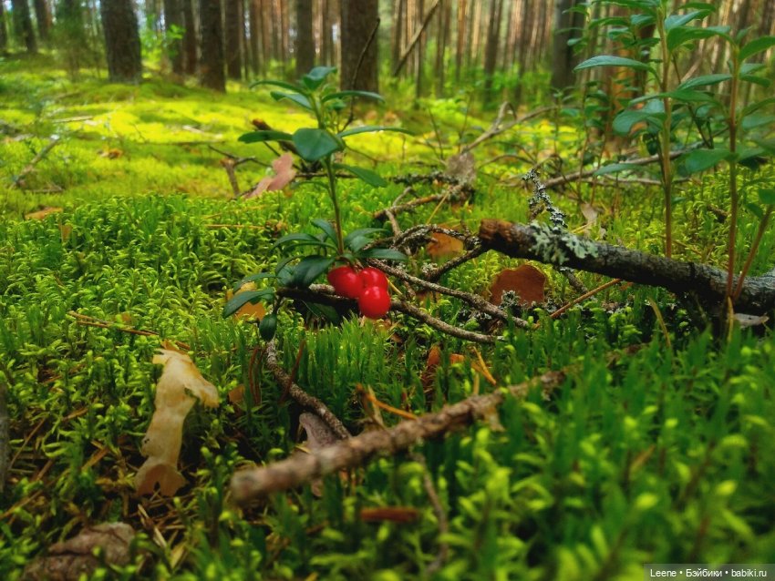 Отпускной фотоотчет — Фотоистории с куклами BJD (БЖД): сериалы