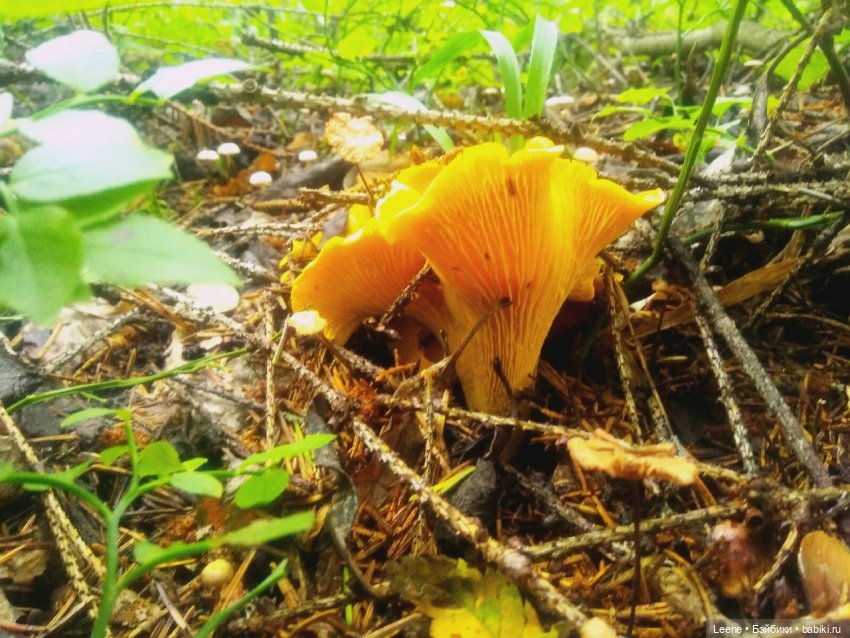 Отпускной фотоотчет — Фотоистории с куклами BJD (БЖД): сериалы