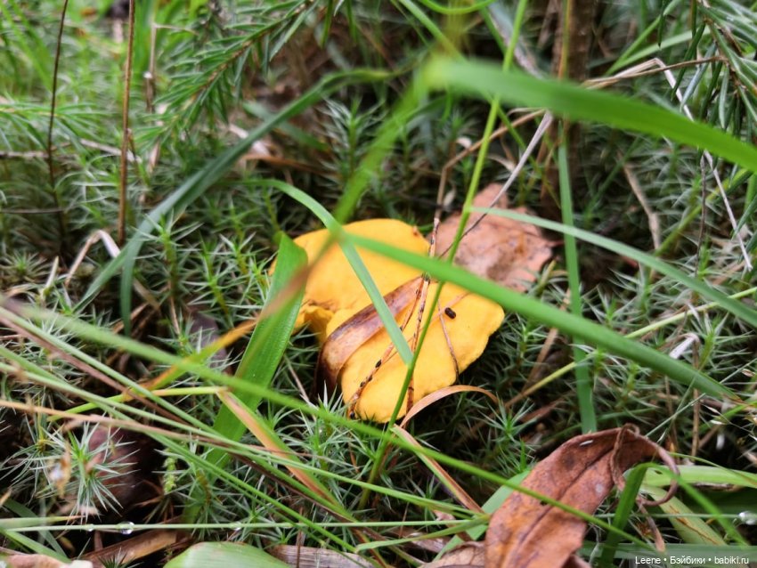 Отпускной фотоотчет — Фотоистории с куклами BJD (БЖД): сериалы