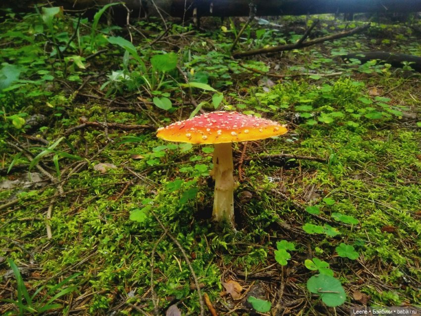 Отпускной фотоотчет — Фотоистории с куклами BJD (БЖД): сериалы