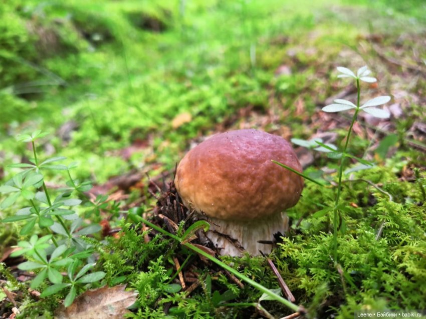 Отпускной фотоотчет — Фотоистории с куклами BJD (БЖД): сериалы