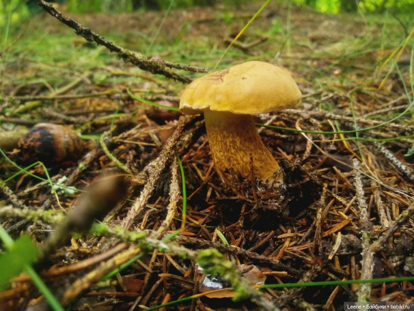 Отпускной фотоотчет — Фотоистории с куклами BJD (БЖД): сериалы