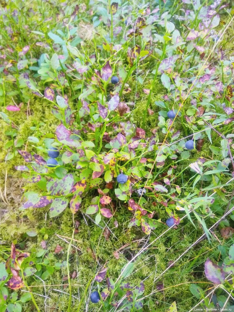 Отпускной фотоотчет — Фотоистории с куклами BJD (БЖД): сериалы