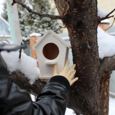 Скворечник во дворе