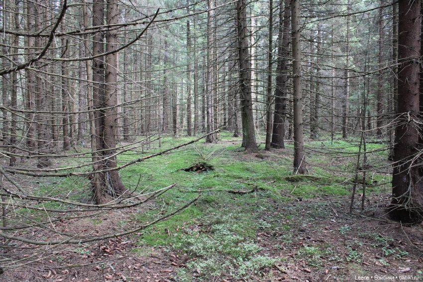 Отпуск в деревне, часть 2 (фото 9)