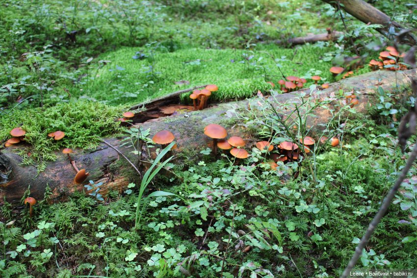 Отпуск в деревне, часть 2