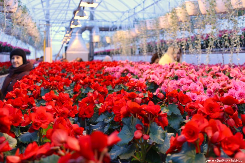 Прогулка по теплицам и зимнему лесу "Открывая весну" (фото 4)