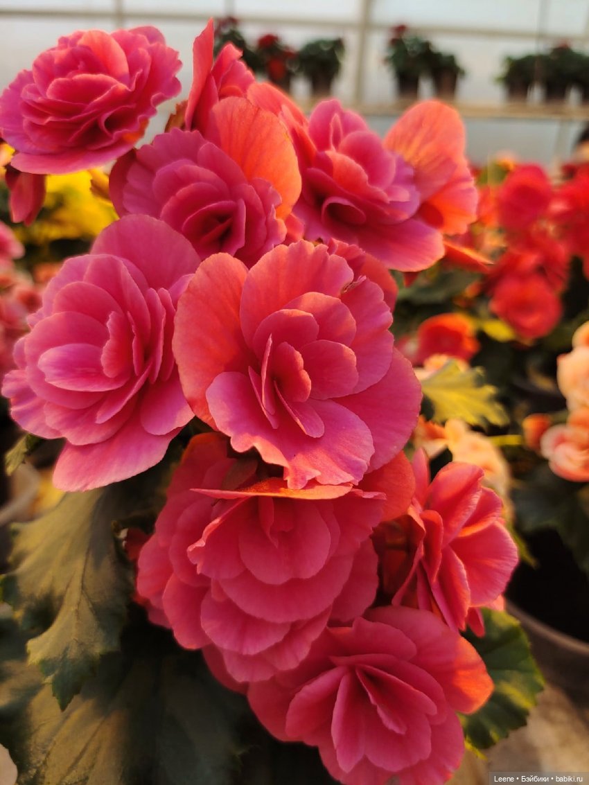 Прогулка по теплицам и зимнему лесу "Открывая весну"