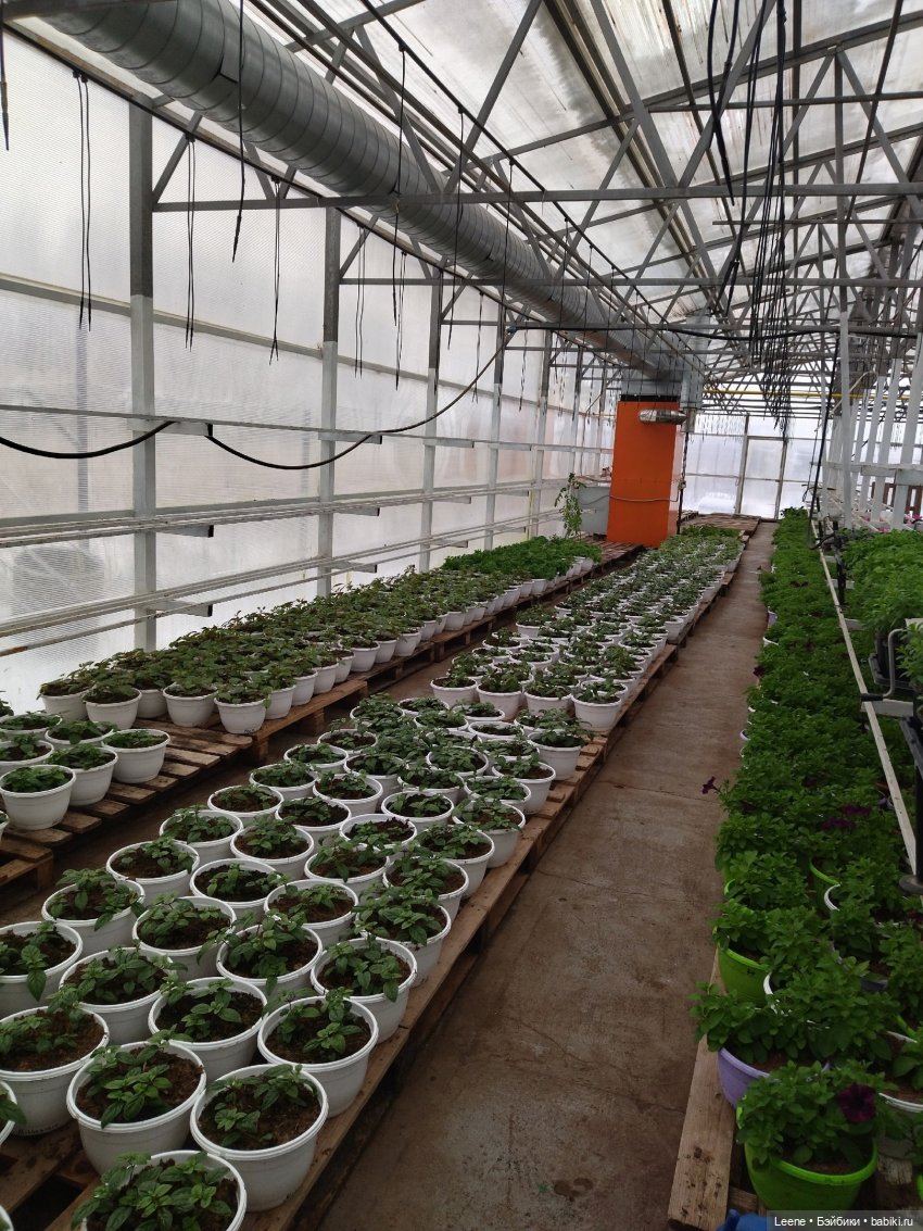 Прогулка по теплицам и зимнему лесу "Открывая весну"