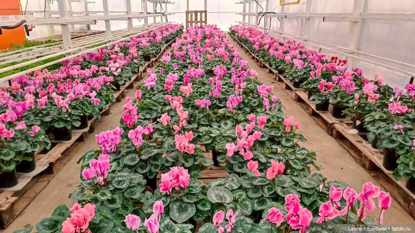 Прогулка по теплицам и зимнему лесу "Открывая весну"